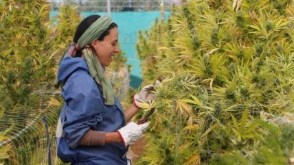   Cosechan en Chile la mayor plantación legal de marihuana en América Latina 