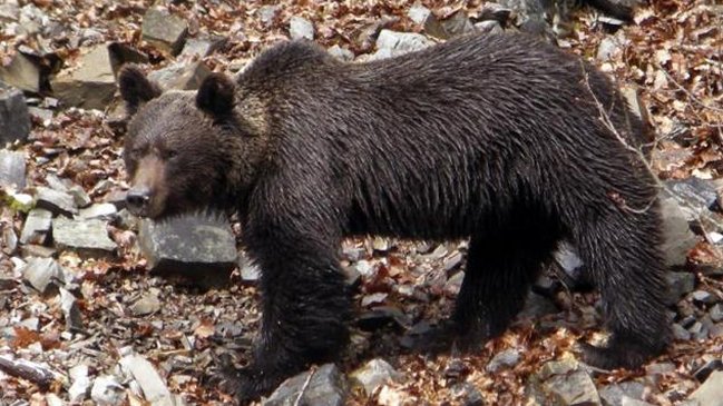  Disparan y matan a oso que escapó de zoológico  