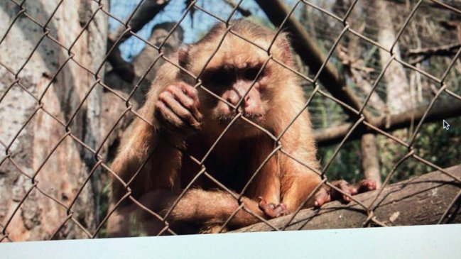  Robaron cuatro monos desde centro de rehabilitación  