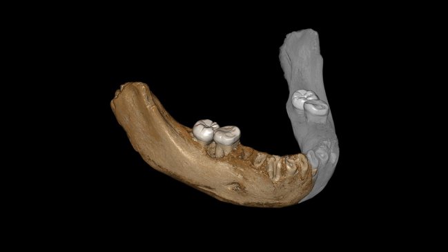  Un misterioso antepasado humano, encontrado en el 