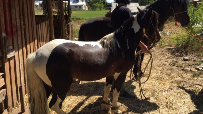  Navarro anunció bingo virtual: Sorteará piscinas y un pony  