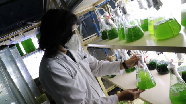  Científicos de la U. de Concepción crean plataforma para potenciar industria algal  