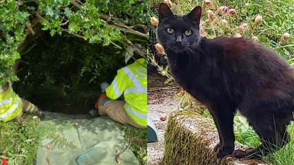  Gato salvó la vida de su dueña de 83 años desaparecida  