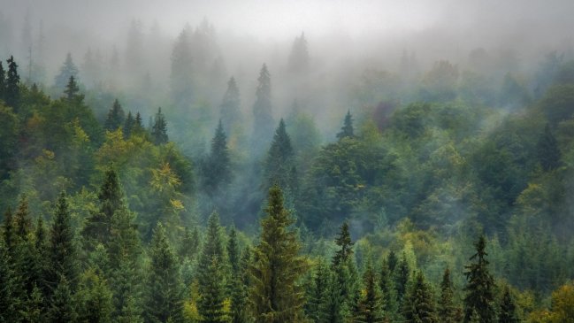   La FAO pide que se reconozca la tenencia forestal de los pueblos indígenas 