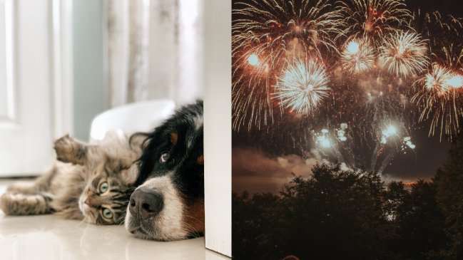   ¿Cómo cuidarlos? Los riesgos de las celebraciones de Año Nuevo en las mascotas 