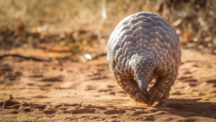   Lanzan programa para salvar al pangolín, el mamífero más traficado del mundo 