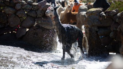   Desparasitan a auquénidos en el altiplano 