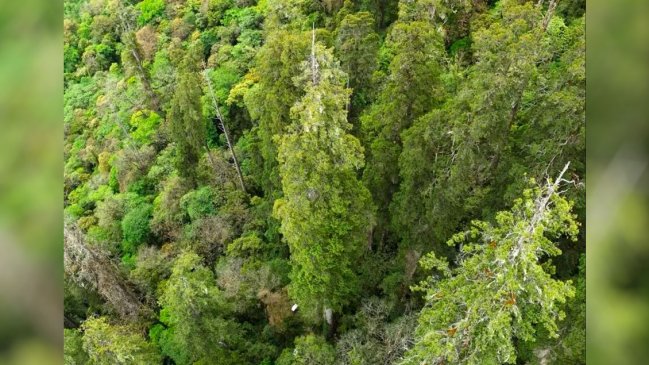   Un ciprés de 102,3 metros es el árbol más alto de Asia 