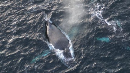   Avistan un grupo de ballenas jorobadas en el canal Beagle 