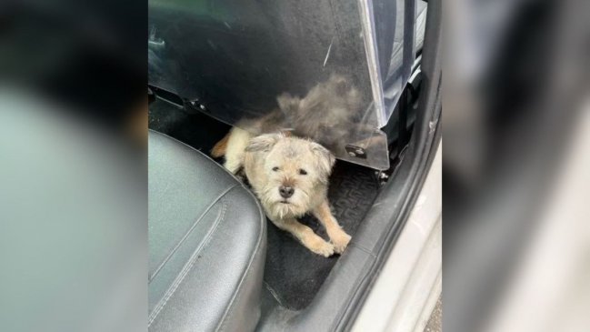  Perrita viajó 163 kilómetros en sólo una noche para encontrar a sus dueños  