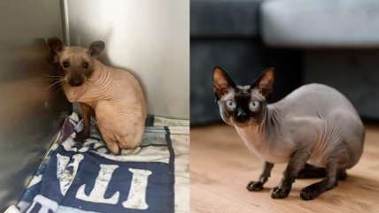  Pareja pensó que había rescatado a un gato sin pelo, pero era un mapache con alopecia  