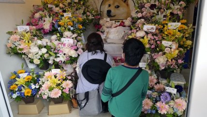   Japón despide a Kabosu, la perrita que inspiró el meme Doge 