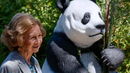   Reina Sofía dio la bienvenida a nuevos pandas del Zoológico de Madrid 