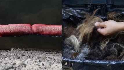   Proyecto chileno limpia agua contaminada utilizando cabello 