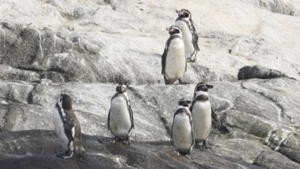   Chile lanzó un plan para evitar la extinción del emblemático pingüino de Humboldt 