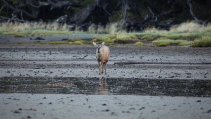   Detectan un huemul, especie en peligro de extinción, en la zona más austral de Chile 