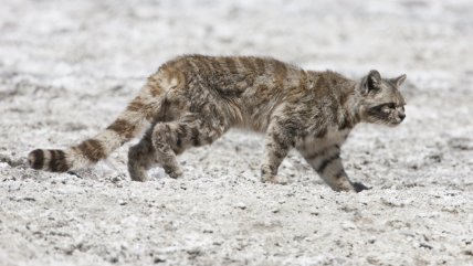   En el Día del Gato: Greenpeace recordó a los 5 felinos más amenazados del mundo 