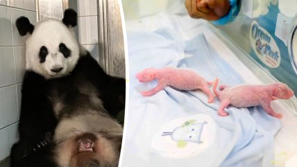   Panda rompe record y se convierte en la madre primeriza más vieja del mundo 