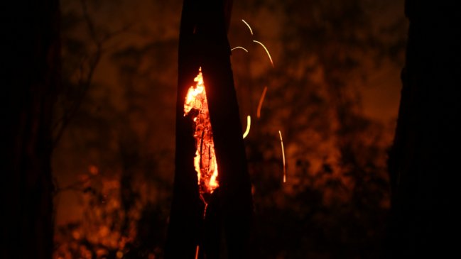  Incendios forestales en Perú dejan 20 muertos  