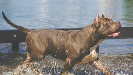   Niña de un año murió tras ser atacada por perro pitbull 