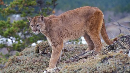  Puma murió atropellado en ruta que conecta Puerto Montt con Los Muermos  