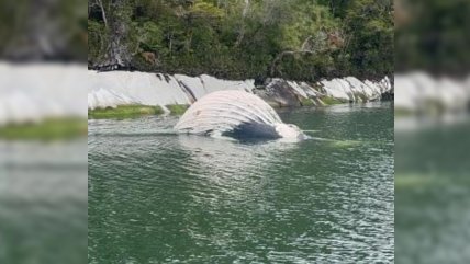  Greenpeace: Muerte de ballenas jorobadas en Chile no puede quedar impune  