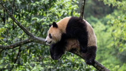   China Hoy: Cuando los pandas vuelven a casa 