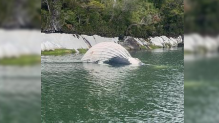   Greenpeace y una comunidad kawésqar se querellan por muerte de ballenas jorobadas en Chile 