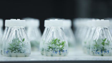   Germinan en China unas semillas de olivo sometidas a experimentos en el espacio 